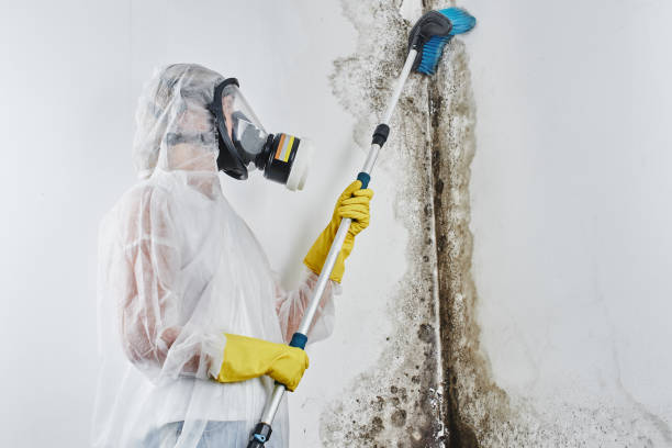 Best Mold Odor Removal Services  in Alto, TX